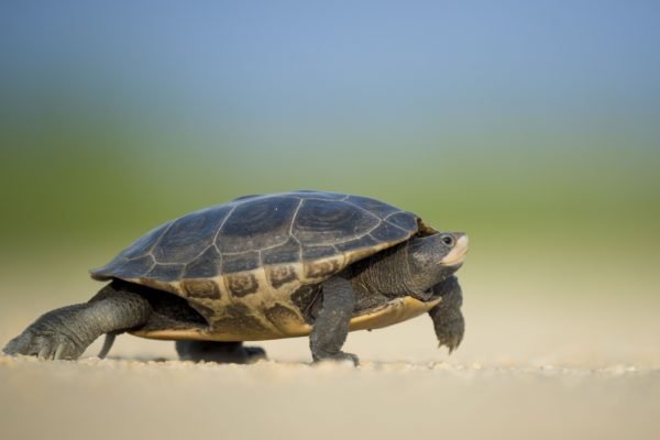 Turtle on beach